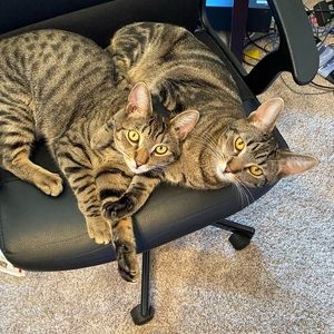 Meet your Posher, Morgan